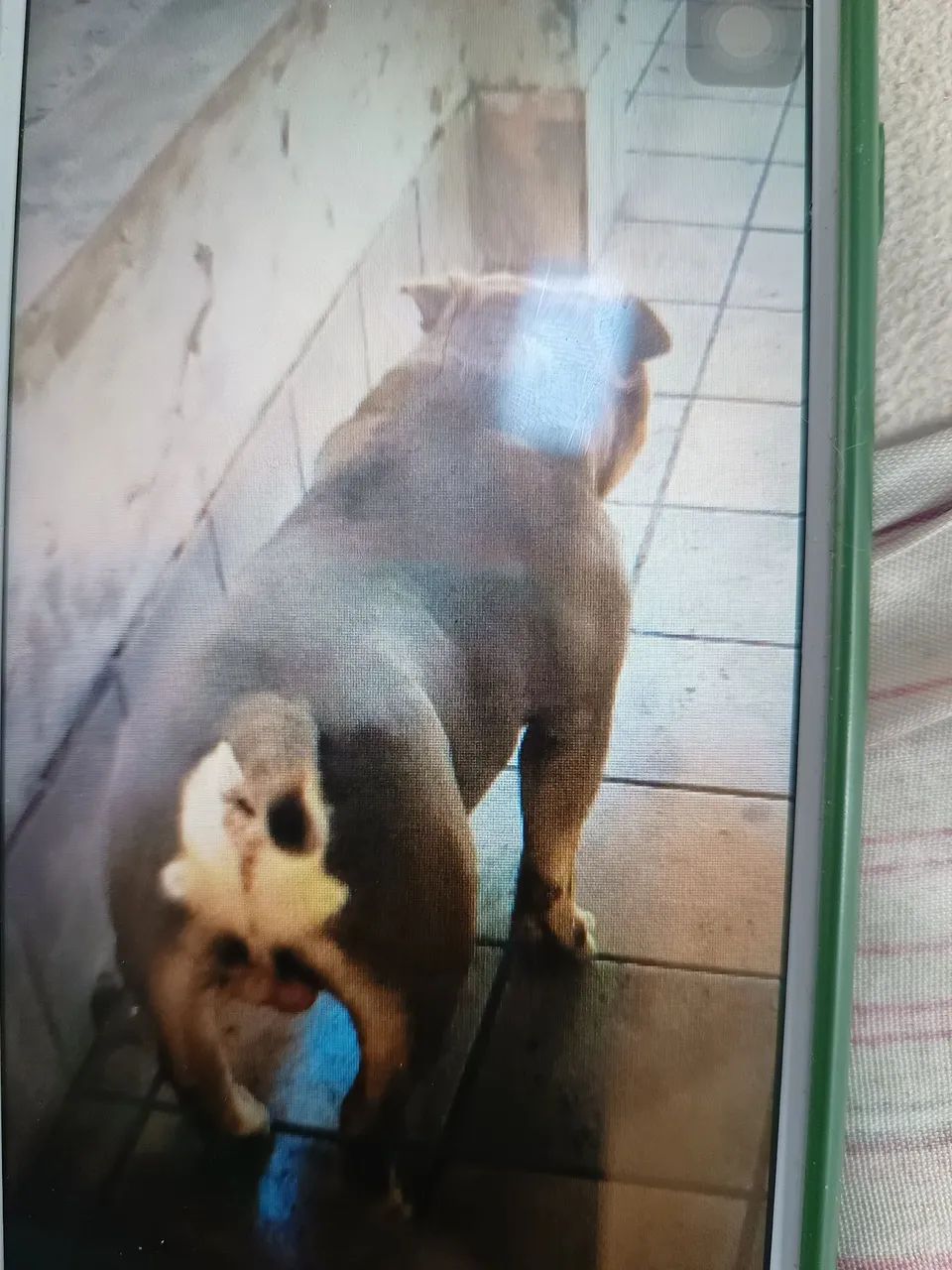 American bully micro