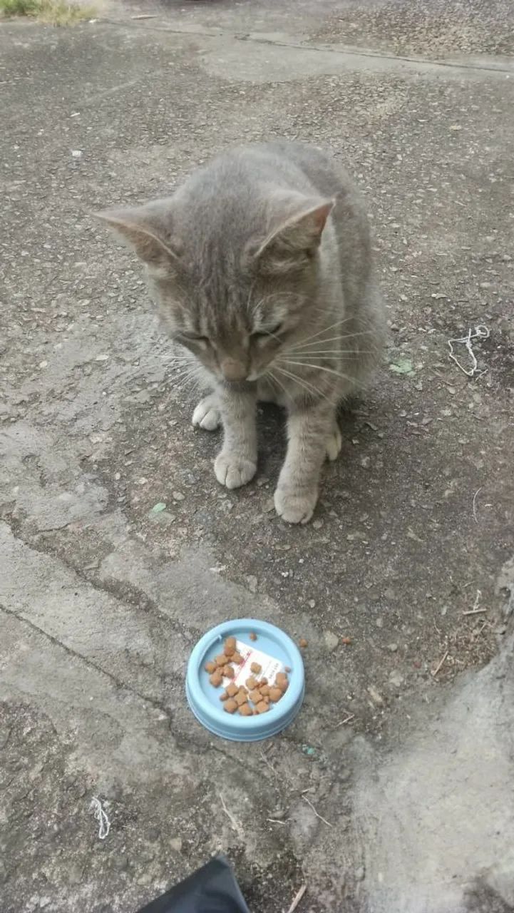 Adoção responsavel - Foto 3