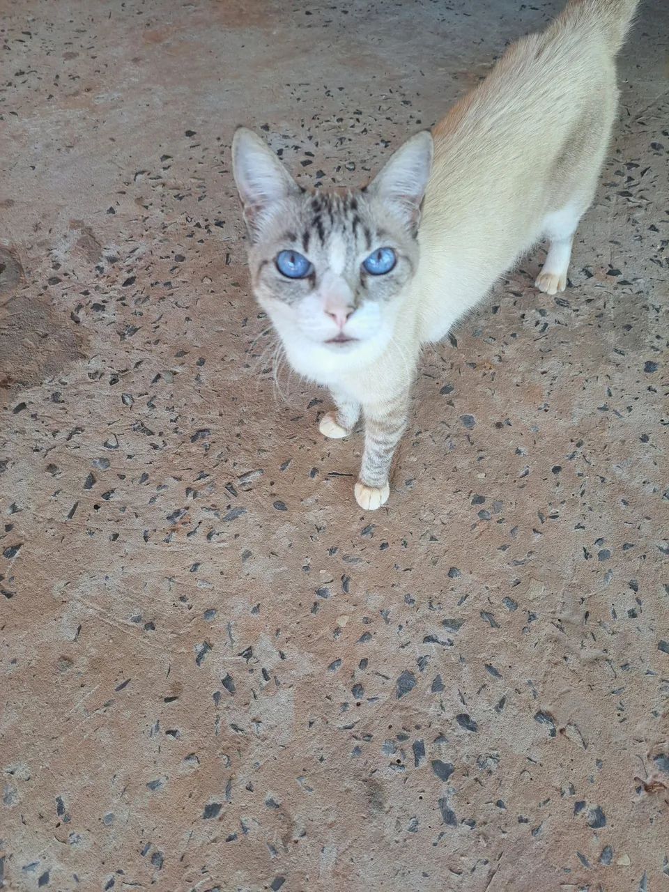 Gatinha