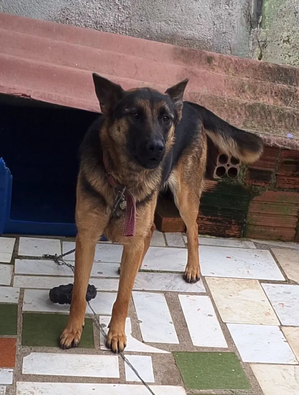 FÊMEA PROCURANDO MACHO PARA CRUZA 