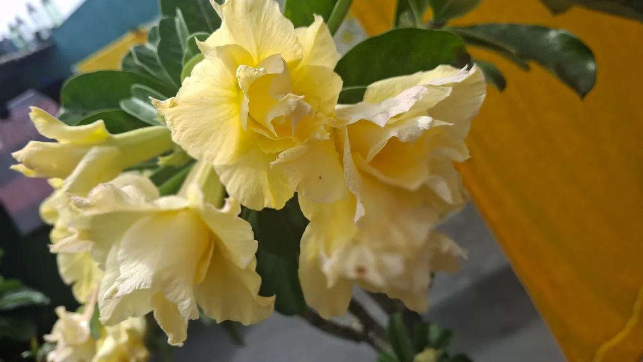 Vende- se Rosas do deserto  - Foto 6