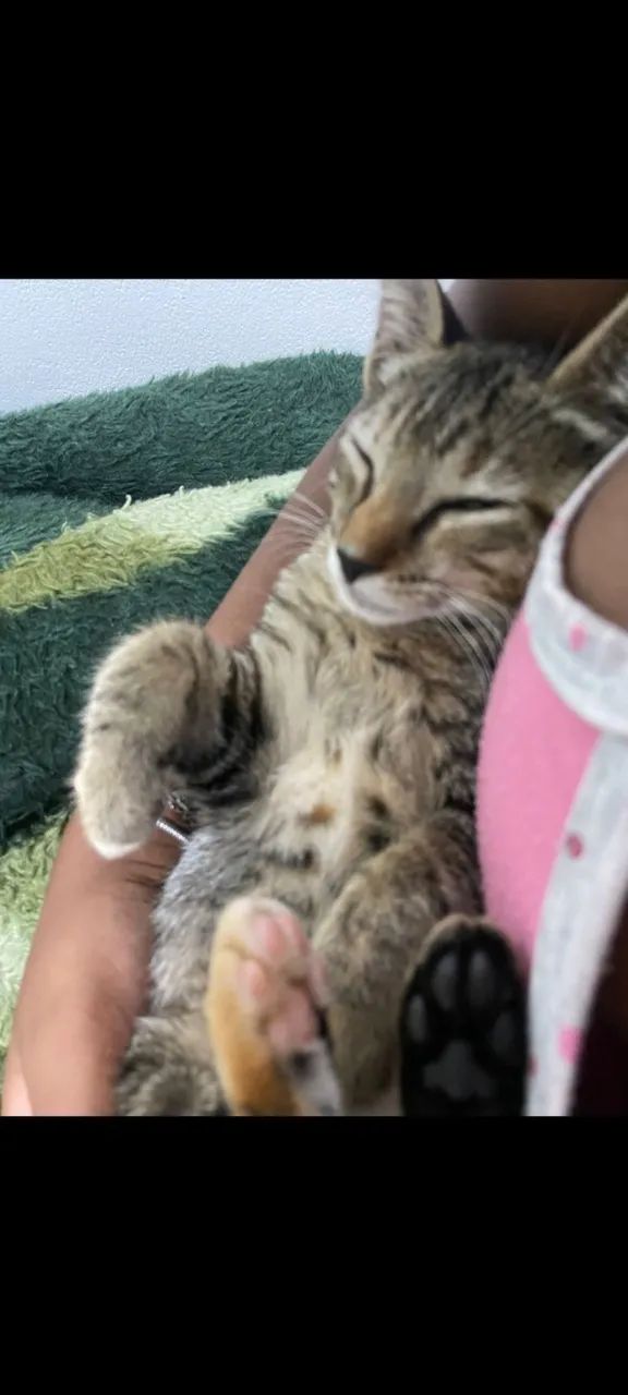 Gatinha linda 2 meses adoção  - Foto 2