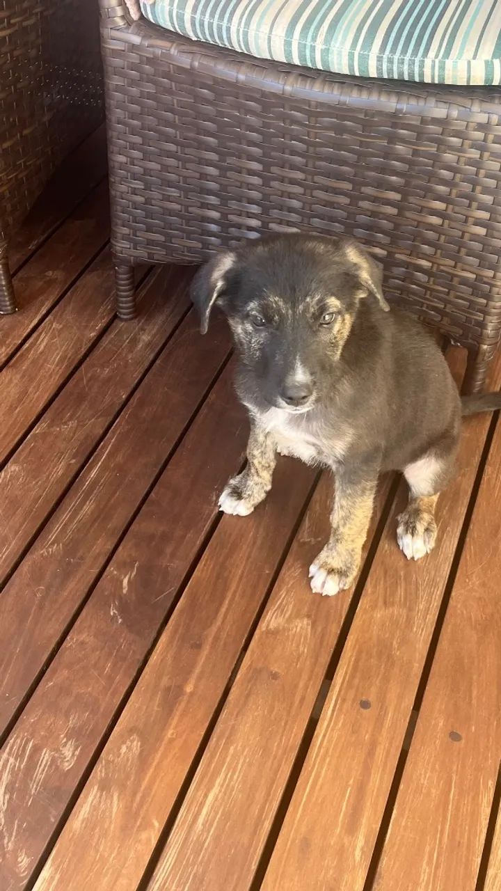 Filhote macho doação  - Foto 4