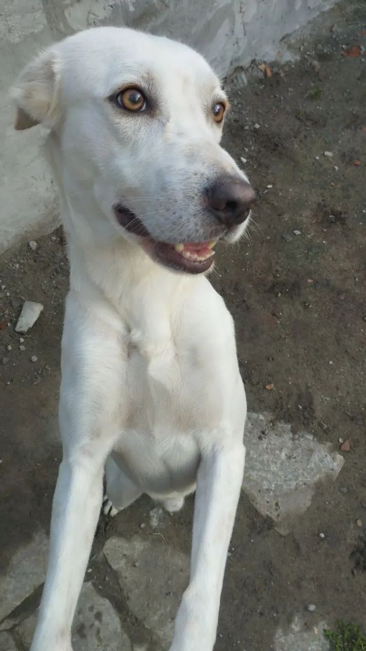 Doação de cachorro  - Foto 3