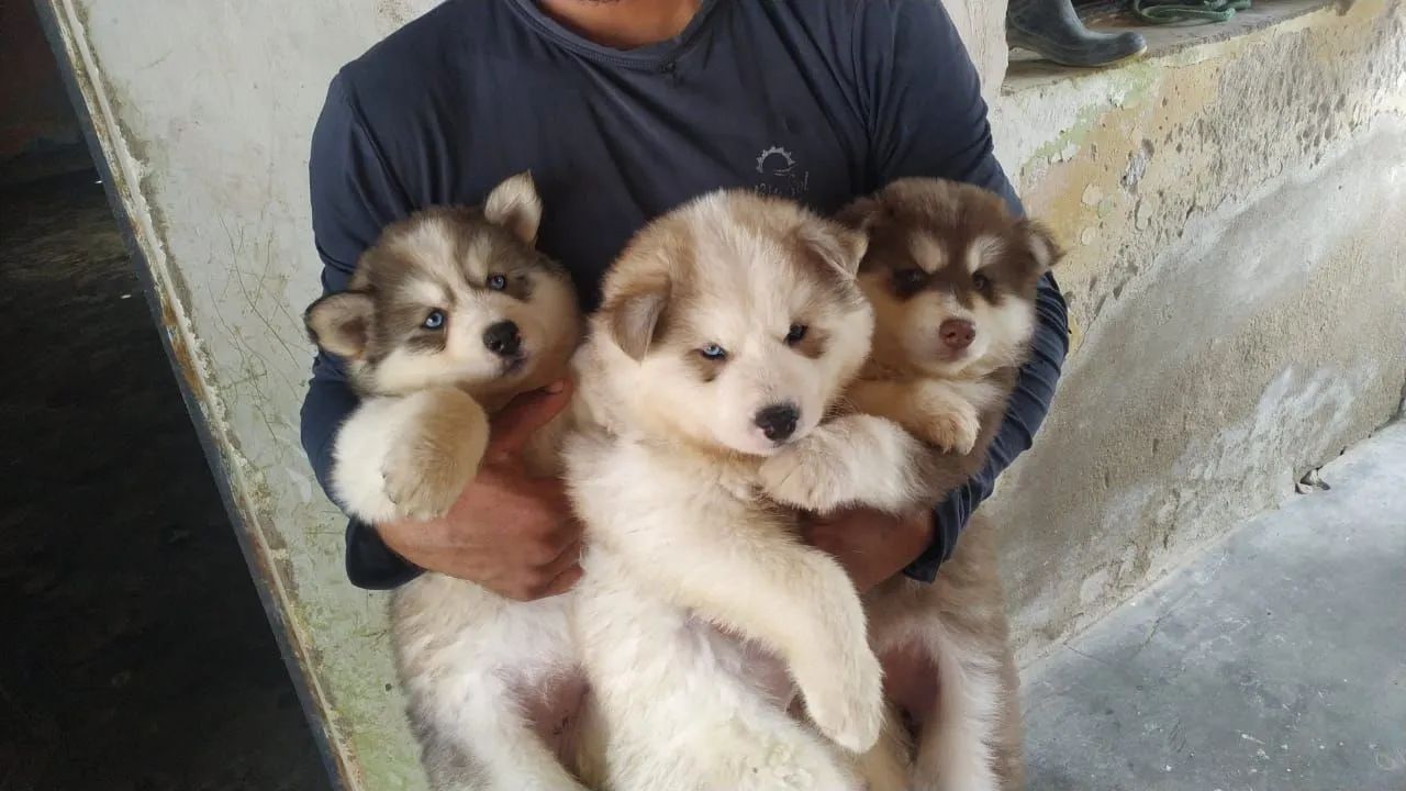 Filhotes de Husky siberiano  - Foto 5