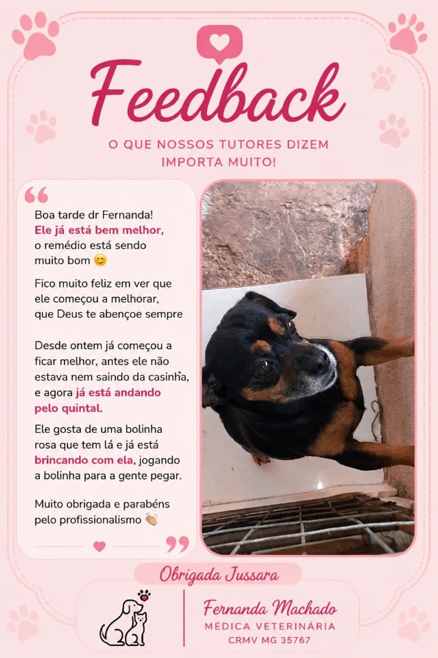 Médica Veterinária - Atendimento Domiciliar para Cães e Gatos - Foto 3