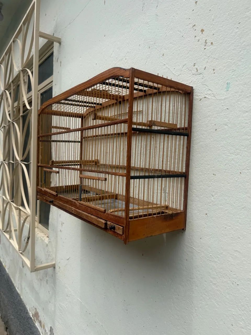 Voador de coleira  - Foto 2
