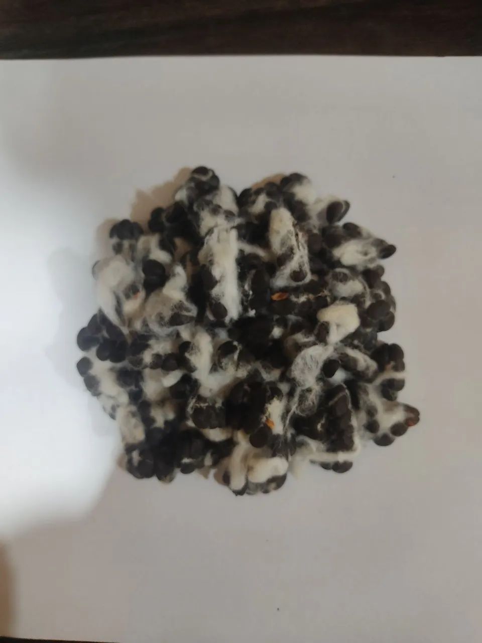 115 sementes de algodão Germinação rápida  - Foto 3