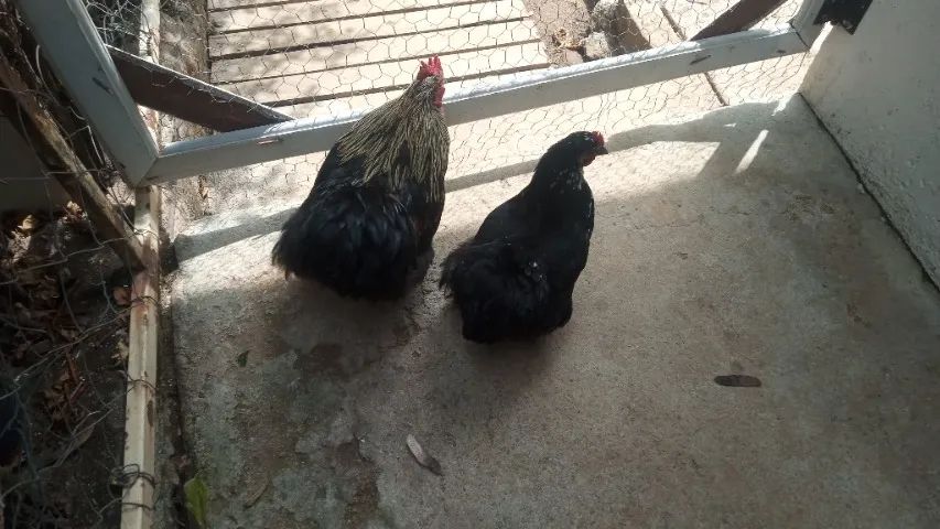 Galinhas Brahma bem cuidada. - Foto 2