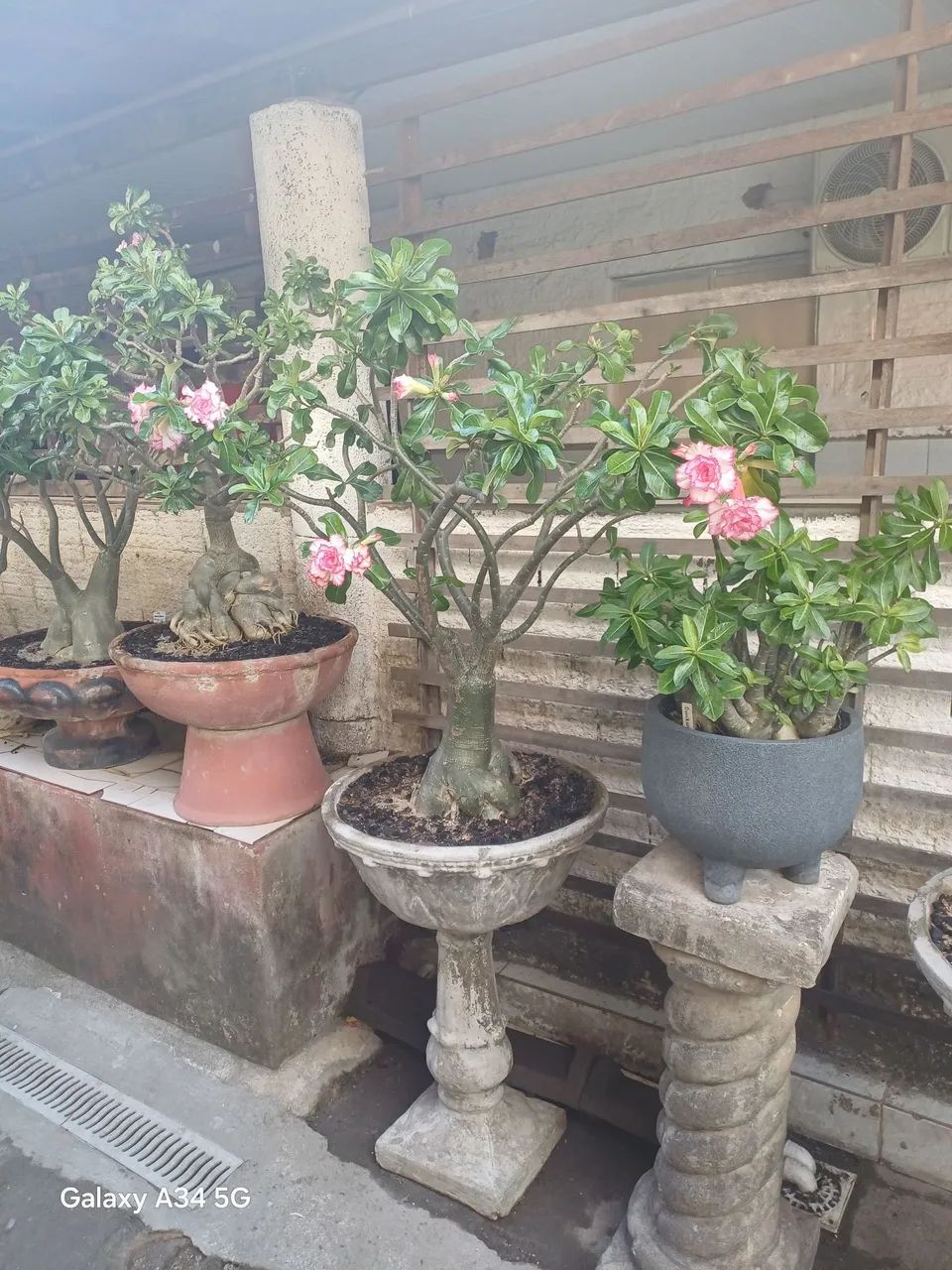 Rosas do Deserto  - Foto 2