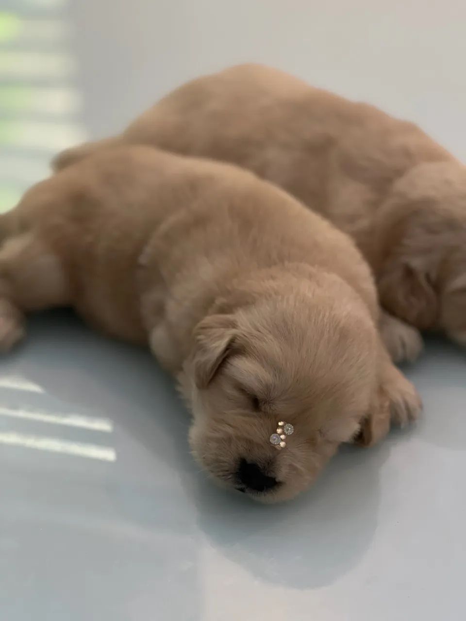 Filhotes de Golden Retriever Pedigree 