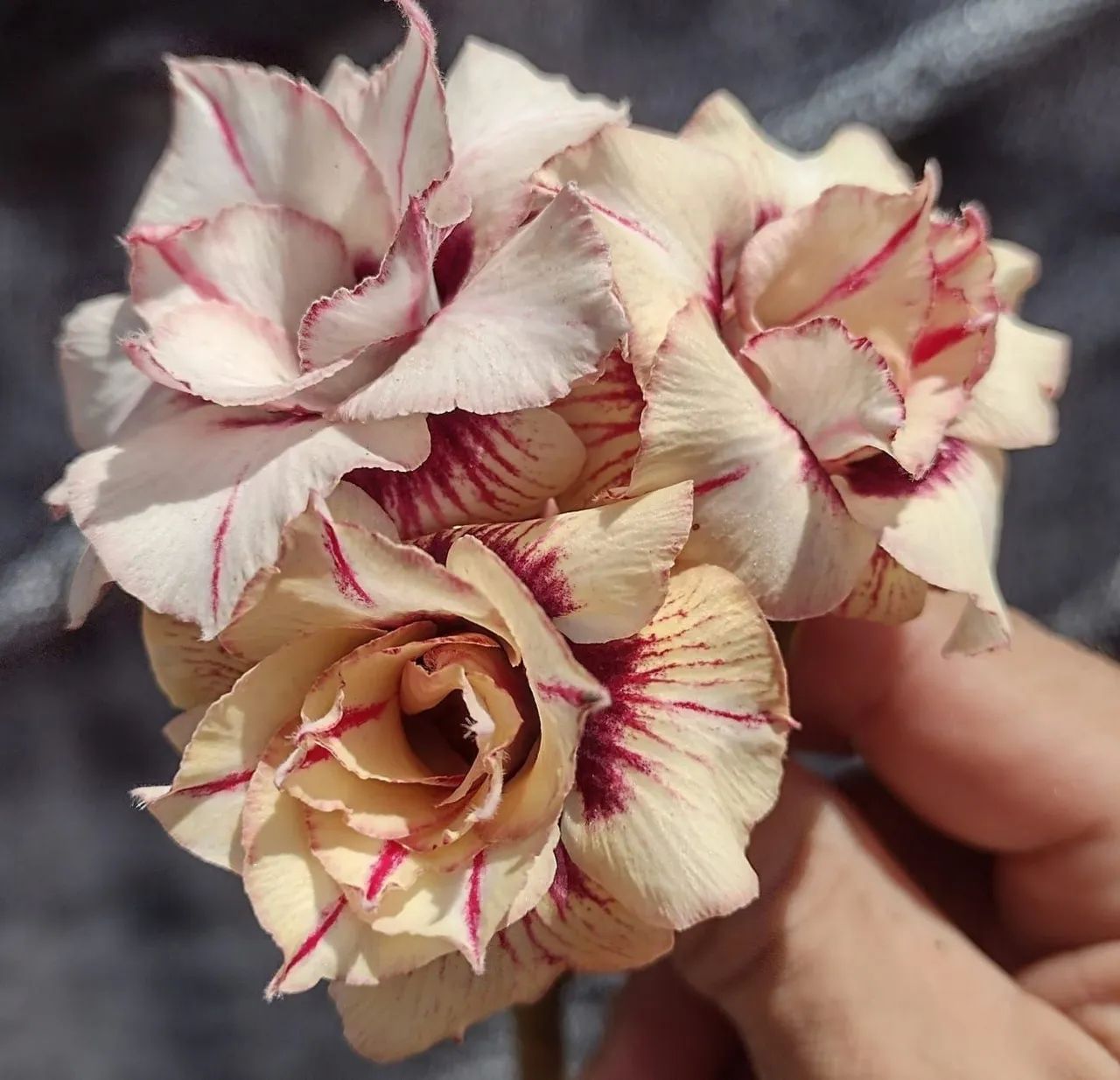 Combo baratex rosa do deserto com 2  - Foto 3