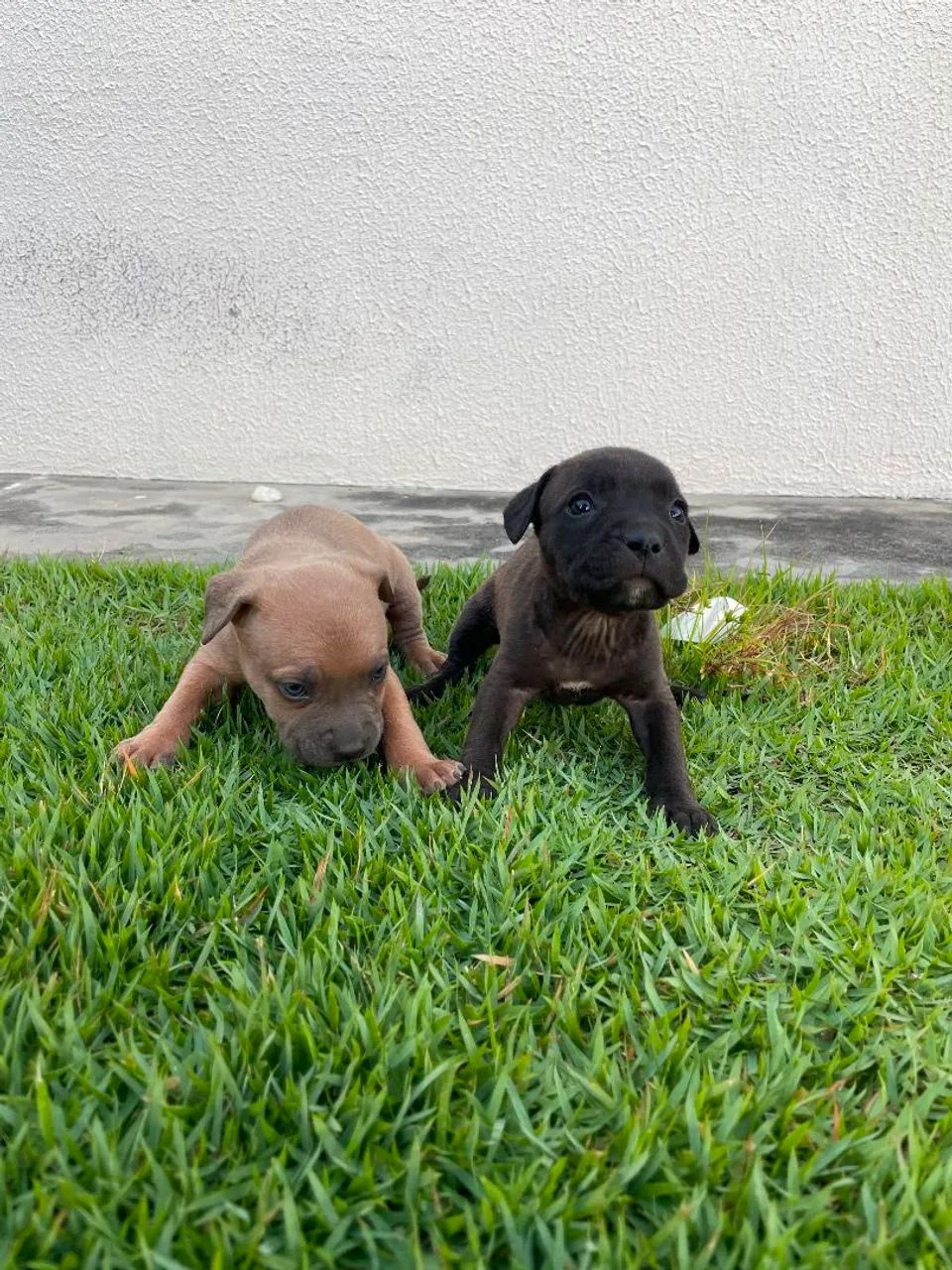 Filhotes de Pitbull com Pit Monster  - Foto 3