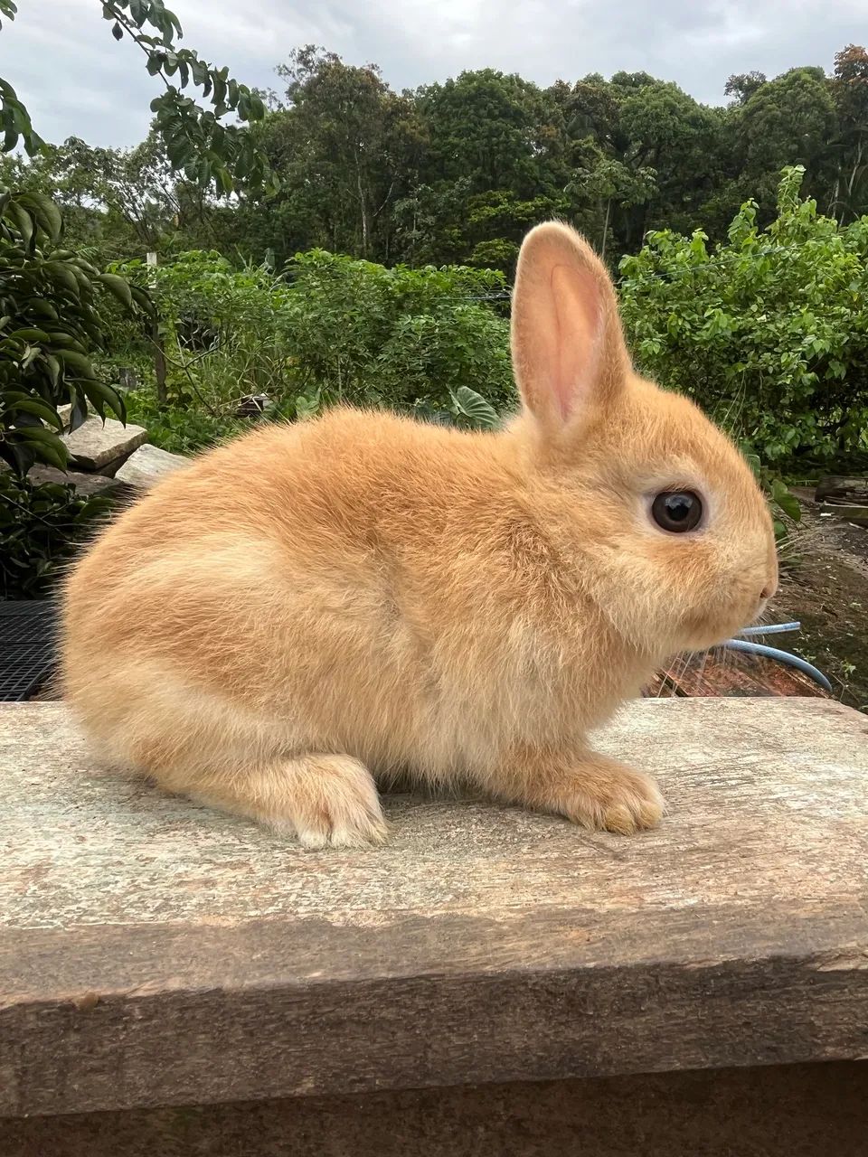 Filhotes de mini Coelho Natherland  - Foto 5