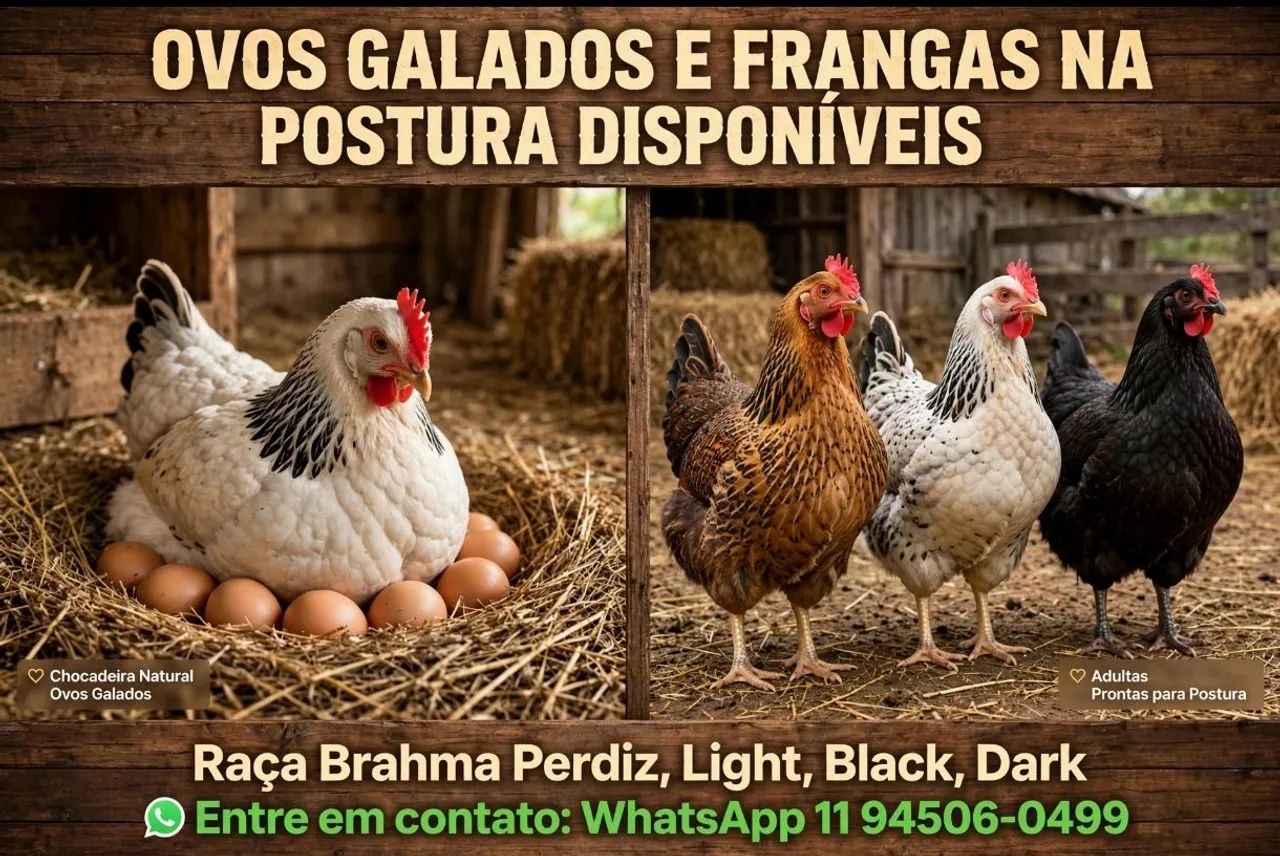 Frangos ornamentais e ovos galados - Foto 2