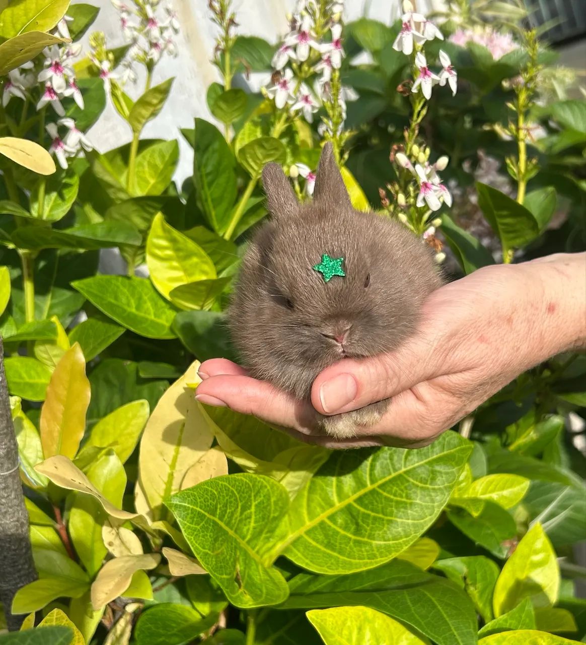 Mini Coelho - Netherland Anão - Foto 5