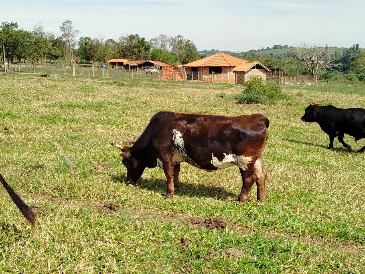 Mini vaca  - Foto 2