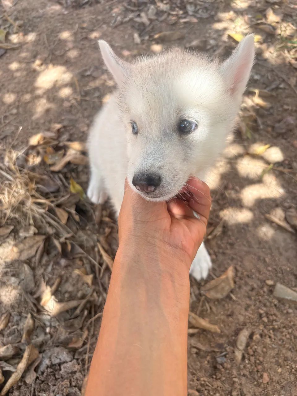 Husky Siberiano Branco  - Foto 3