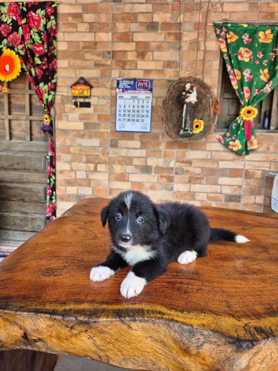 O BORDER COLLIE QUE FALTAVA NA SUA FAMÍLIA ESTÁ AQUI! - Foto 2
