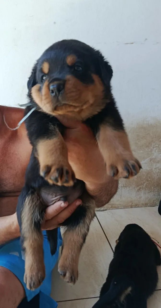 Filhotes de rotwailler puro  - Foto 3