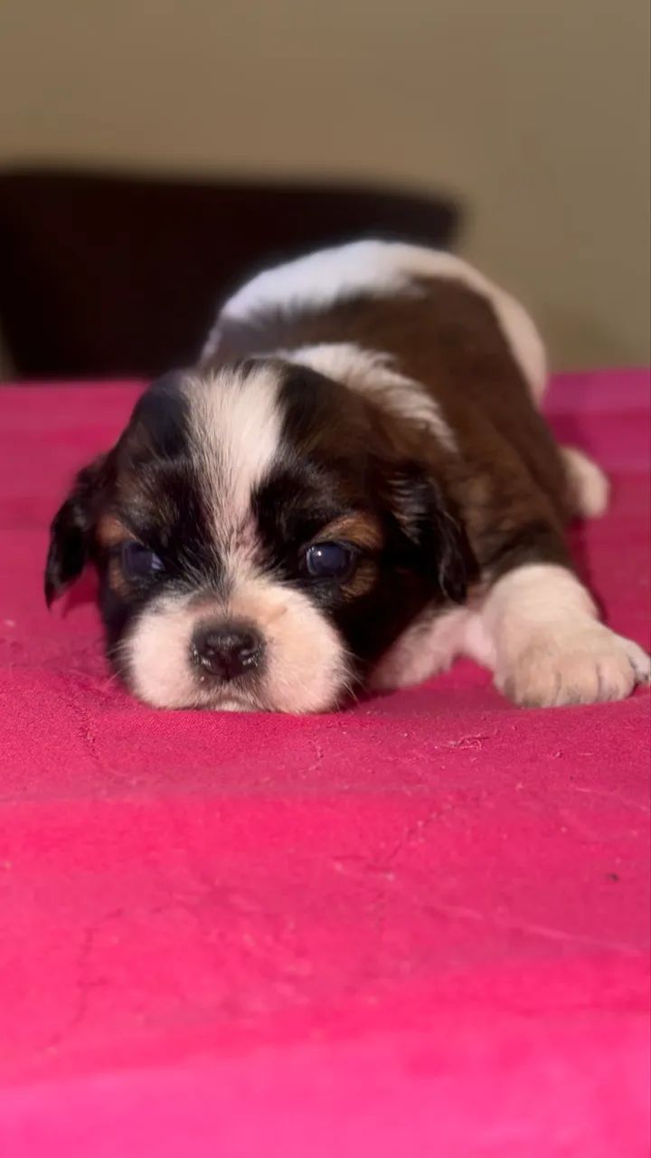 Shih-tzu  - Foto 4