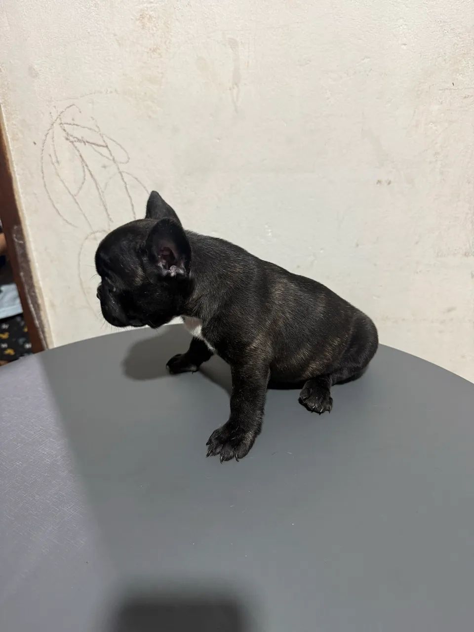 Buldogue francês  - Foto 5