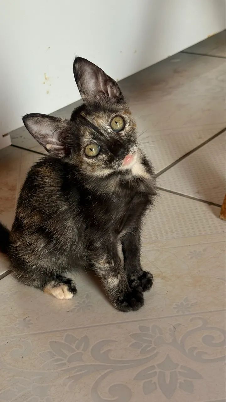 Doa-se gatinhos 