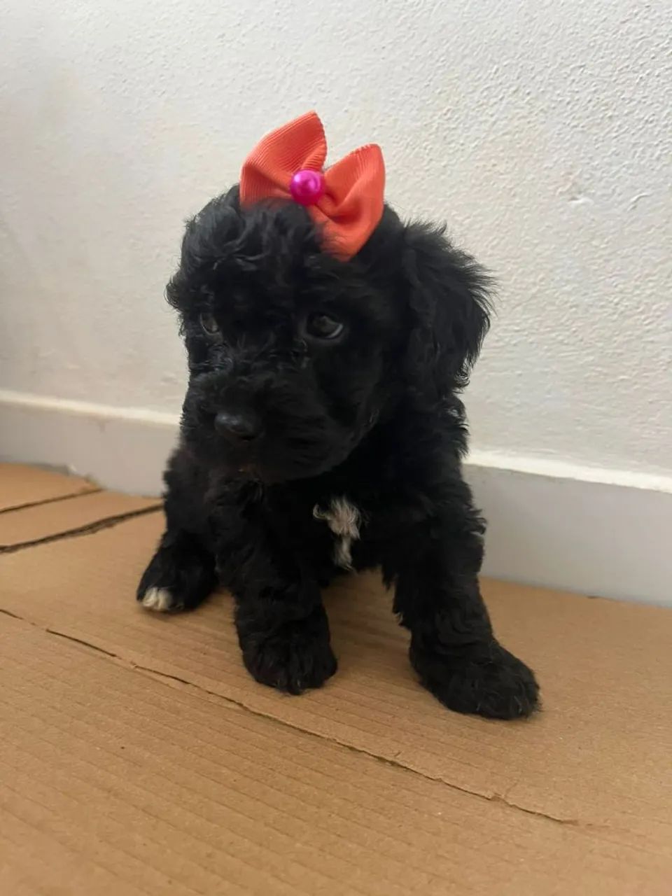 Poodle micro toy  - Foto 2