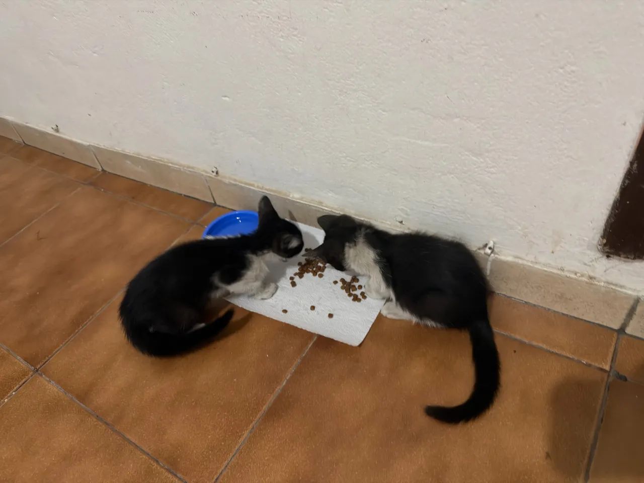 Doação de gatos  - Foto 5