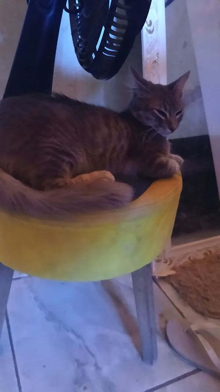 Gato para adoção responsável  - Foto 2