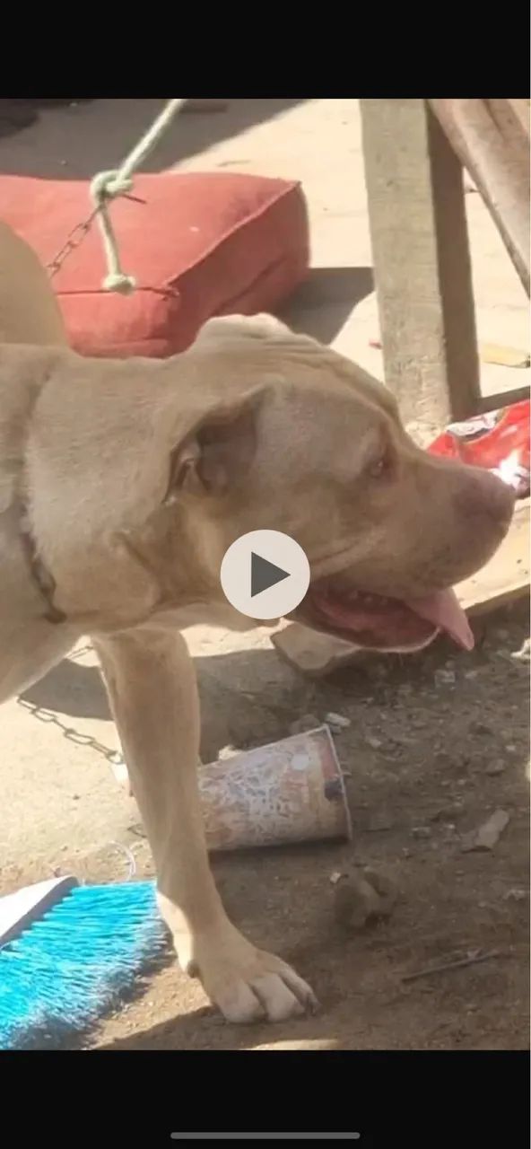 Pitbull puro - Foto 4