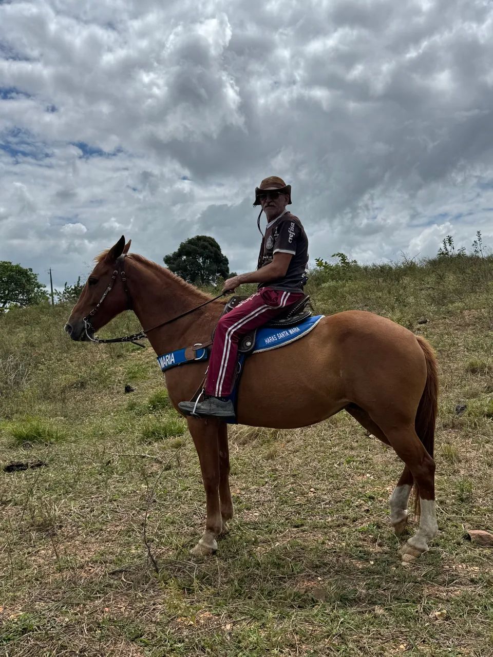 Égua quarto de milha  - Foto 4