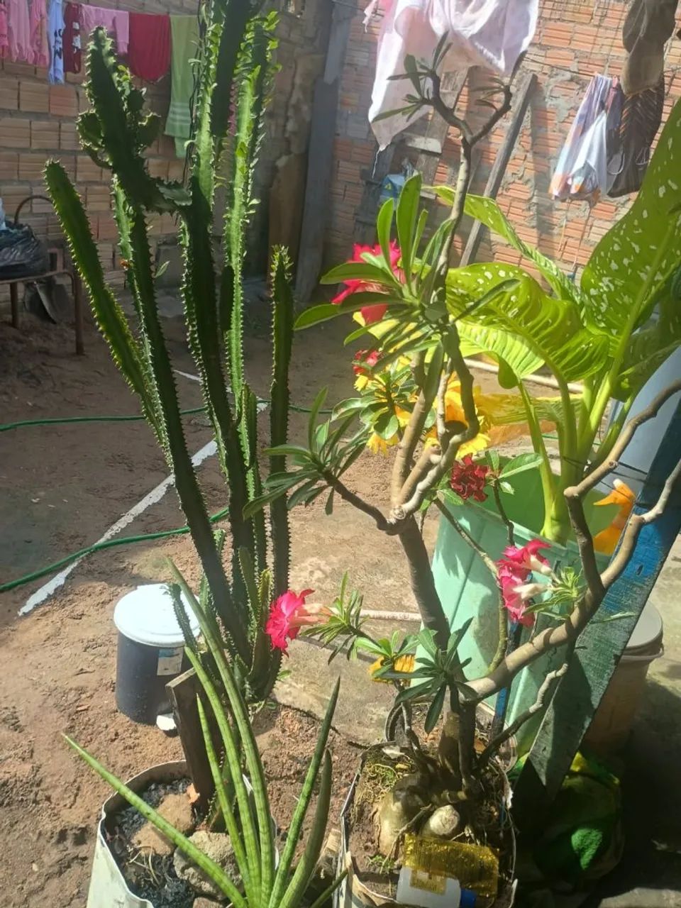 PLANTA DISPONÍVEL ?