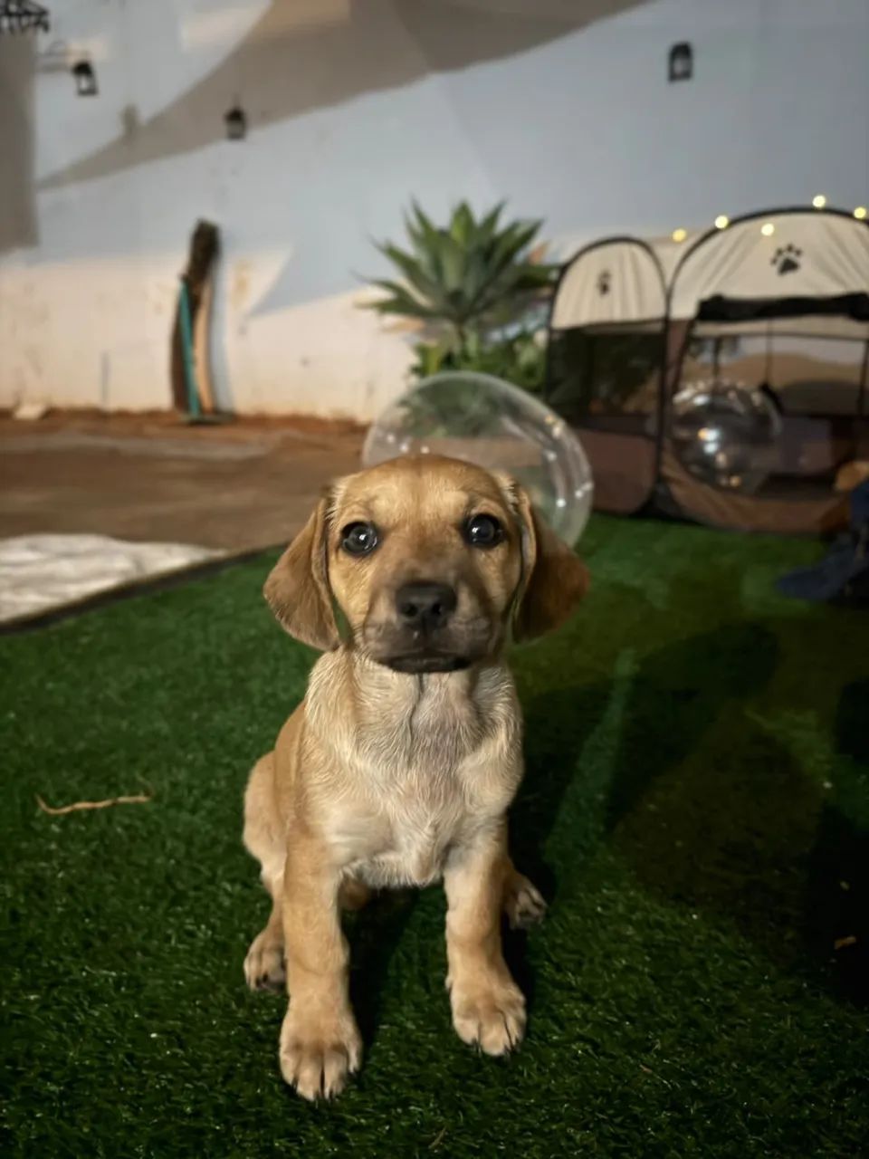 Adoção  - Foto 3