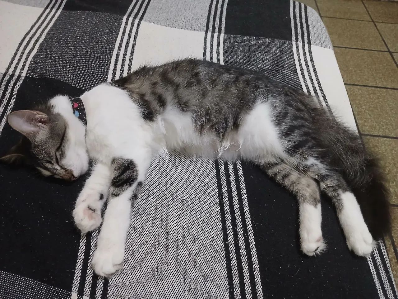 Gatinha para adoção responsável - Foto 3