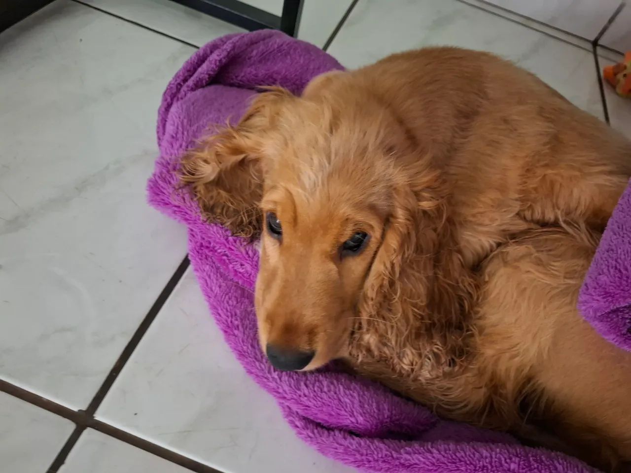 Adoção responsavel de cocker spaniel de 11 meses - Foto 4