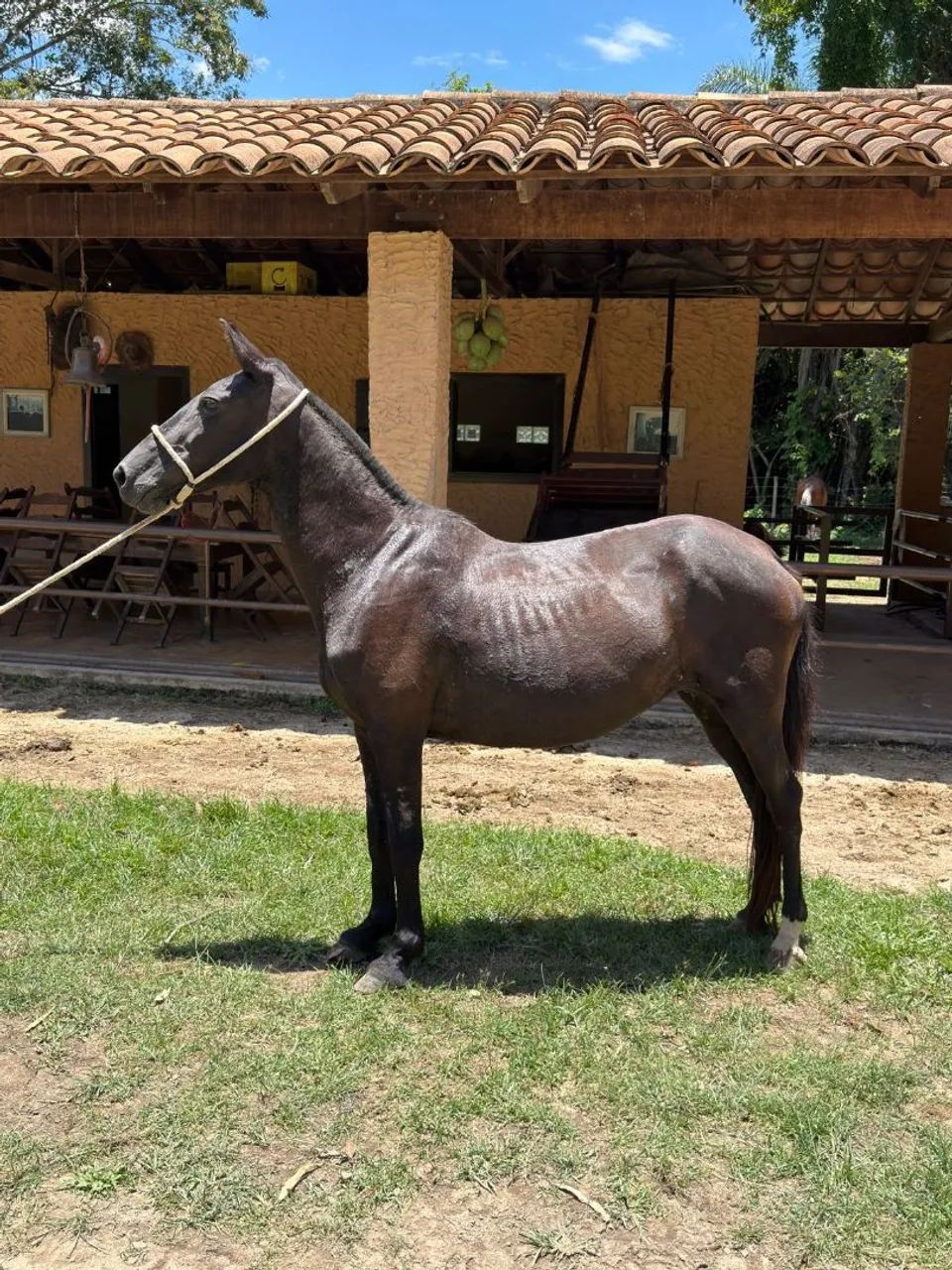 Vendo égua registrada preta 