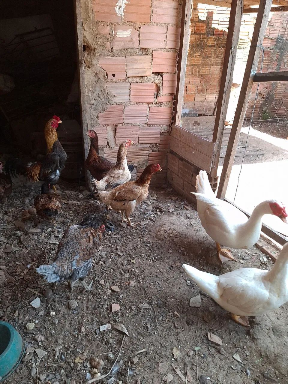 Galinha - Foto 2