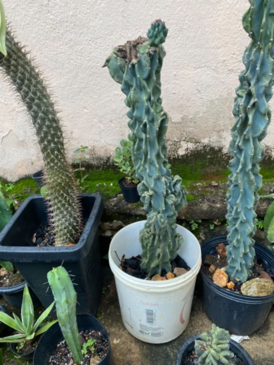 cacto monstro - Foto 4