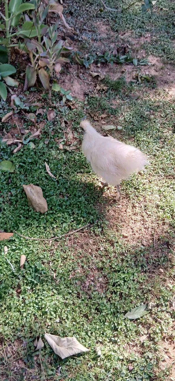 Galinhas Sedosas do Japao - Foto 6