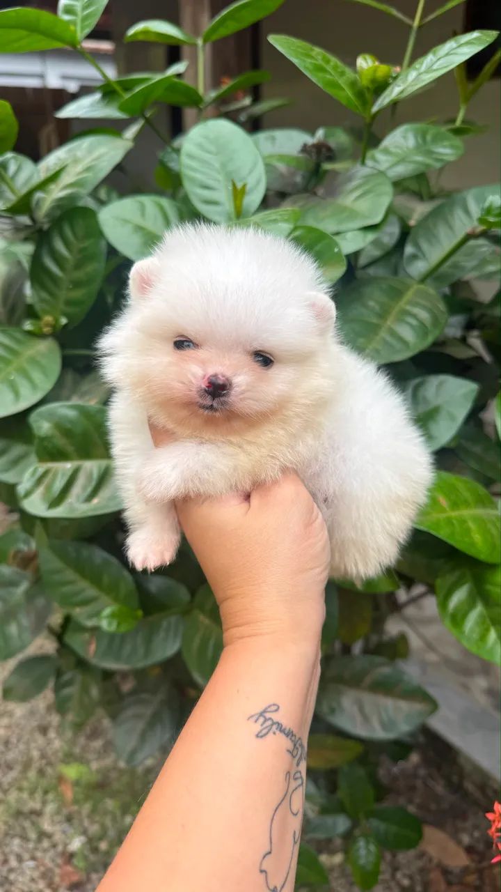 SPITZ ALEMÃO MACHINHO 
