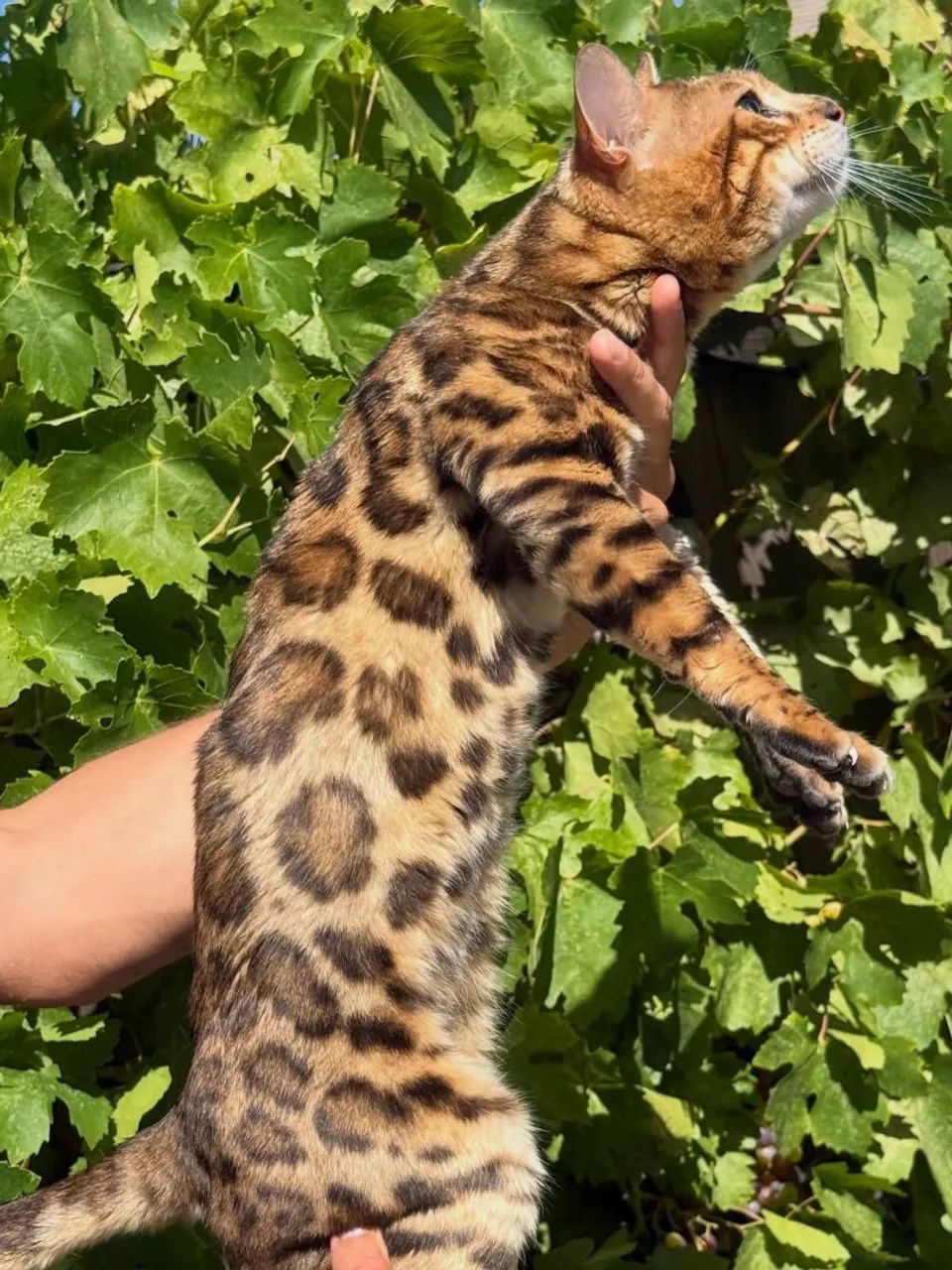 Bengal Macho - Foto 4