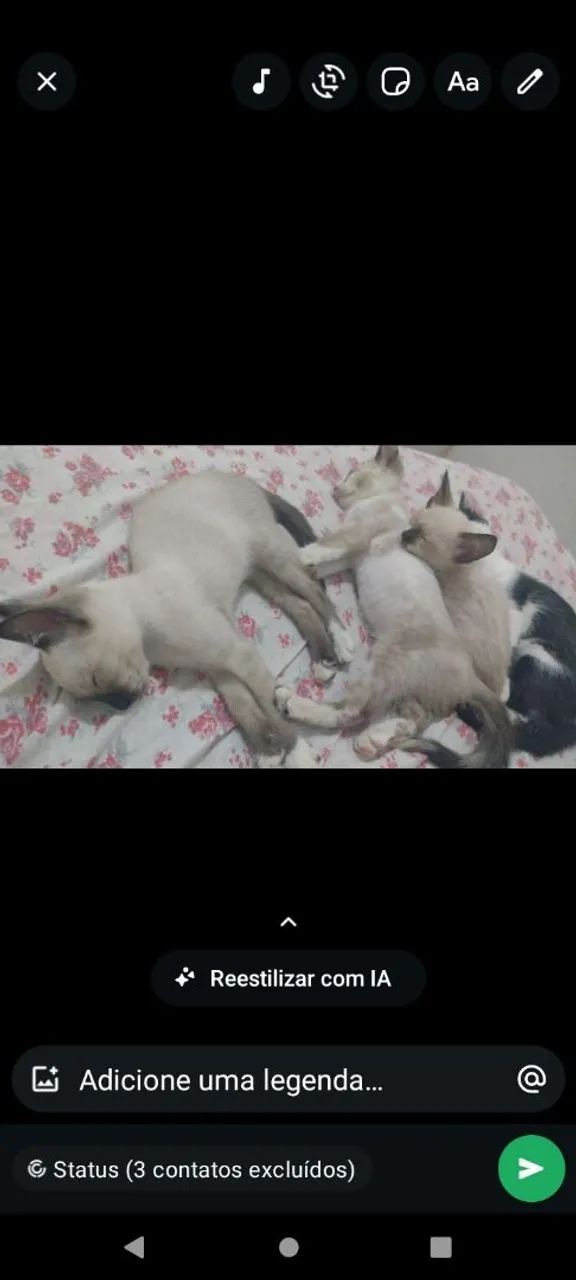 Doar gatos - Foto 5