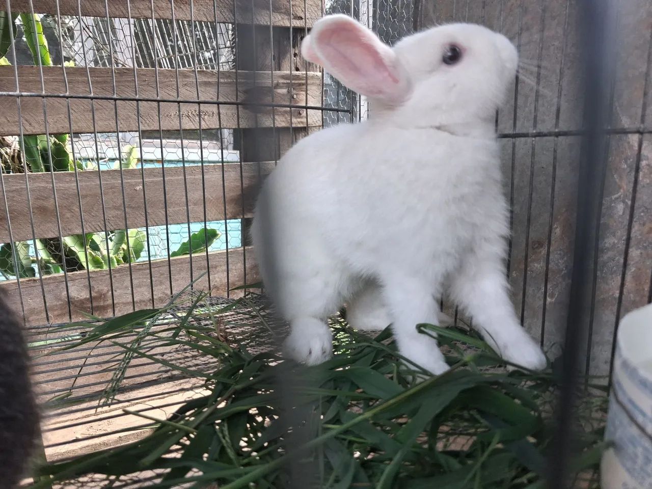 Mini Coelhos Netherland  - Foto 3