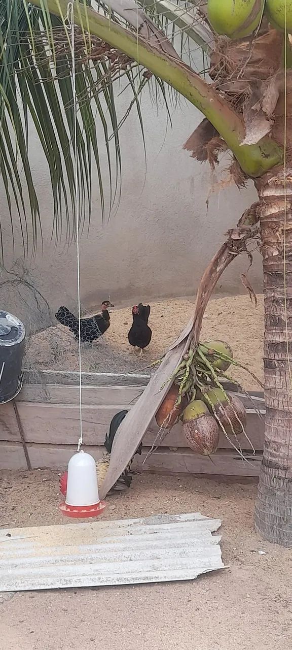Casal de garnizês - Foto 4