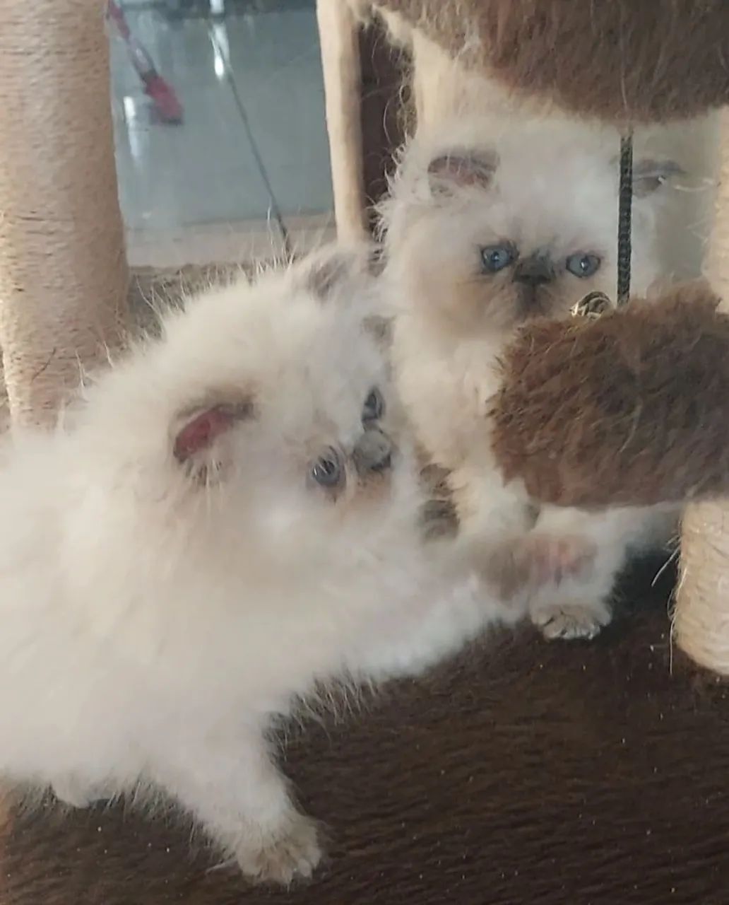 Persa Himalaia - Foto 2