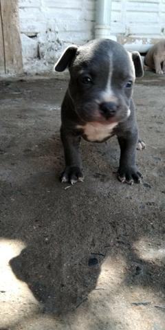 Filhotes American Bully - Foto 4