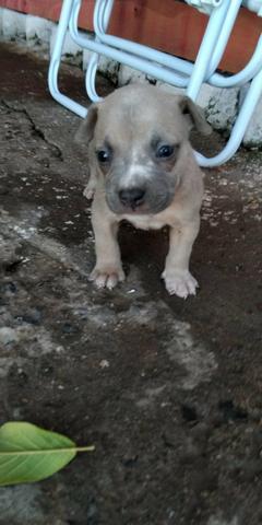 Filhotes American Bully - Foto 3