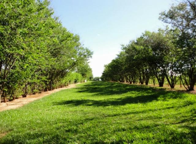 Fazenda 700 Alqueires - Região de Presidente Prudente-SP - Foto 4