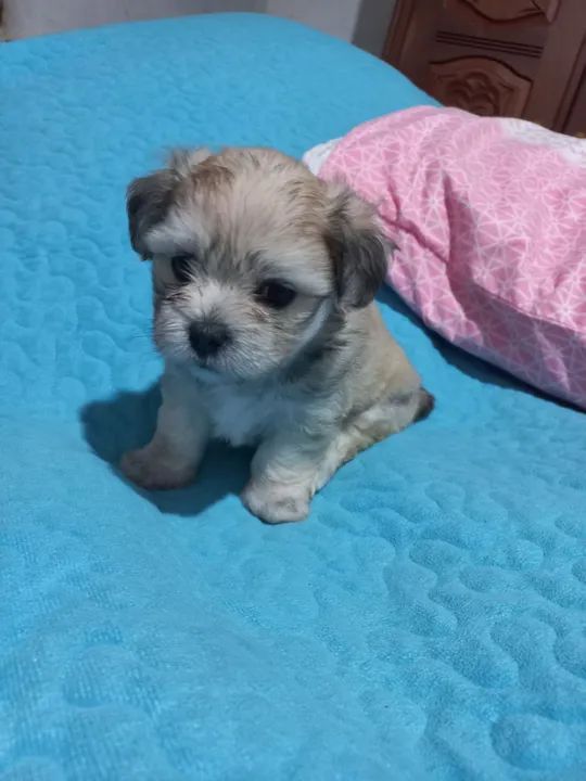 Filhote de Shih Tzu com maltês $650 - Foto 2